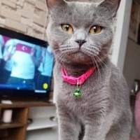 Scottish Fold, Kedi  Hera fotoğrafı