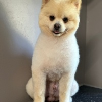 Pomeranyalı, Köpek  Pablo fotoğrafı