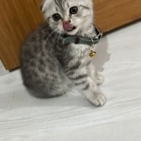 Scottish Fold, Kedi  Şerbet fotoğrafı