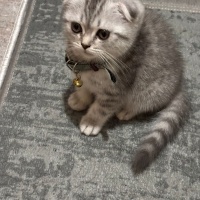 Scottish Fold, Kedi  Şerbet fotoğrafı
