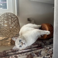 British Shorthair, Kedi  Elsa fotoğrafı