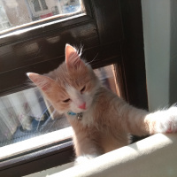 Tekir Kedi, Kedi  Tarçın fotoğrafı