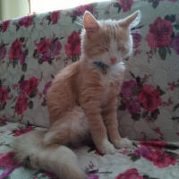 Tekir Kedi, Kedi  Tarçın fotoğrafı