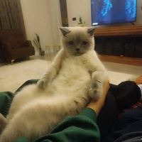 British Shorthair, Kedi  LOKUM fotoğrafı