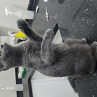 British Shorthair, Kedi  Ares fotoğrafı