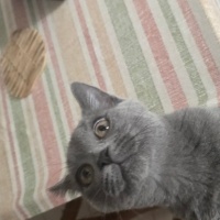British Shorthair, Kedi  Ares fotoğrafı