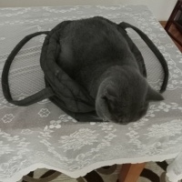 British Shorthair, Kedi  Duman fotoğrafı