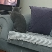 British Shorthair, Kedi  Duman fotoğrafı