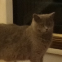 British Shorthair, Kedi  Redro fotoğrafı