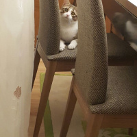 Tekir Kedi, Kedi  Gumball fotoğrafı