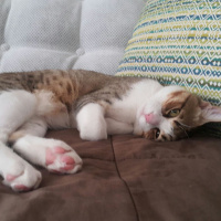 Tekir Kedi, Kedi  Gumball fotoğrafı
