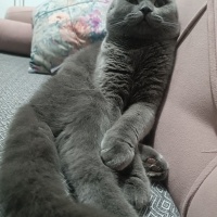 Scottish Fold, Kedi  Bobo fotoğrafı