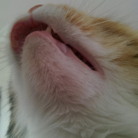 Tekir Kedi, Kedi  Çakıl fotoğrafı