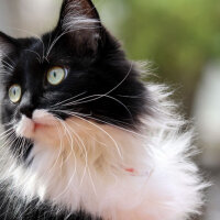 Tuxedo (Smokin) Kedi, Kedi  Leydi  fotoğrafı