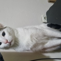 Tekir Kedi, Kedi  Tonton fotoğrafı