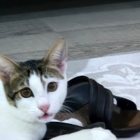 Tekir Kedi, Kedi  bonibon fotoğrafı