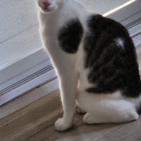 Tekir Kedi, Kedi  bonibon fotoğrafı