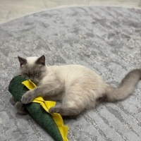 British Shorthair, Kedi  Misket fotoğrafı