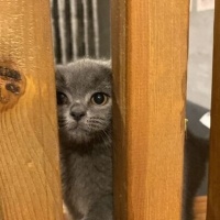British Shorthair, Kedi  PERA fotoğrafı