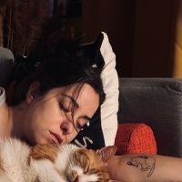 Sarman, Kedi  Portakal fotoğrafı