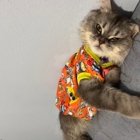 Chinchilla, Kedi  Duman fotoğrafı