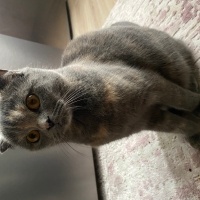 Scottish Fold, Kedi  Mia fotoğrafı