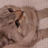 British Shorthair, Kedi  pasa fotoğrafı