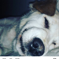 Golden Retriever, Köpek  Prensen fotoğrafı
