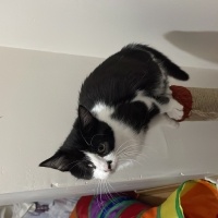 Tekir Kedi, Kedi  Venüs fotoğrafı