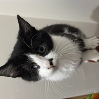 Tekir Kedi, Kedi  Venüs fotoğrafı
