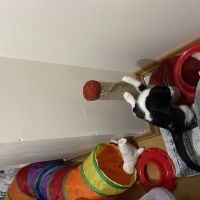 Tekir Kedi, Kedi  Venüs fotoğrafı