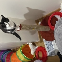 Tekir Kedi, Kedi  Venüs fotoğrafı