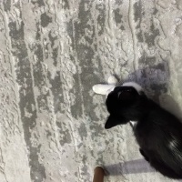 Tekir Kedi, Kedi  Venüs fotoğrafı