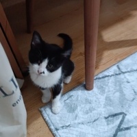 Tekir Kedi, Kedi  Venüs fotoğrafı