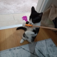 Tekir Kedi, Kedi  Venüs fotoğrafı