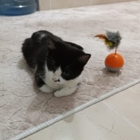 Tekir Kedi, Kedi  Venüs fotoğrafı