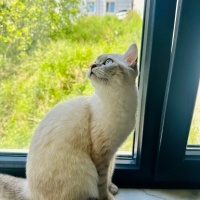 British Shorthair, Kedi  Bihter fotoğrafı