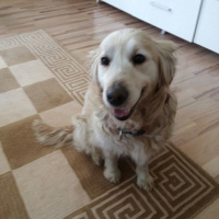 Golden Retriever, Köpek  Prenses fotoğrafı