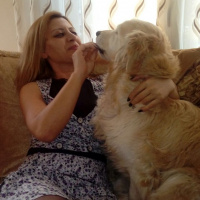 Golden Retriever, Köpek  Prenses fotoğrafı