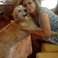 Golden Retriever, Köpek  Prenses fotoğrafı