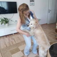 Golden Retriever, Köpek  Prenses fotoğrafı