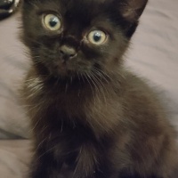 Tekir Kedi, Kedi  Şero fotoğrafı