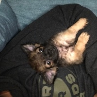 Chihuahua, Köpek  Carmil fotoğrafı