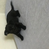 Chihuahua, Köpek  Carmil fotoğrafı