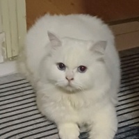 British Longhair, Kedi  Tom fotoğrafı