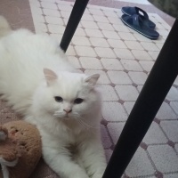 British Longhair, Kedi  Tom fotoğrafı