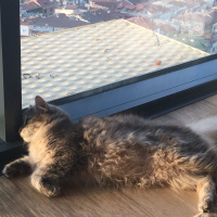 Tekir Kedi, Kedi  Umut fotoğrafı