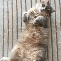 Tekir Kedi, Kedi  Umut fotoğrafı