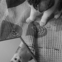Van Kedisi, Kedi  Çakıl fotoğrafı