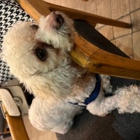 Maltese, Köpek  Kral fotoğrafı
